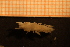  ( - Gastr 8931V)  @11 [ ] CreativeCommons - Attribution Non-Commercial Share-Alike (2015) Goteborg Natural History Museum Göteborg Natural History Museum