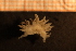  ( - Gastr 8958V)  @11 [ ] CreativeCommons - Attribution Non-Commercial Share-Alike (2015) Goteborg Natural History Museum Göteborg Natural History Museum