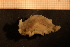  (Janolus cristatus - Gastr 8943V)  @13 [ ] CreativeCommons - Attribution Non-Commercial Share-Alike (2015) Goteborg Natural History Museum Göteborg Natural History Museum