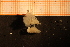  ( - Gastr 8964V)  @11 [ ] CreativeCommons - Attribution Non-Commercial Share-Alike (2015) Goteborg Natural History Museum Göteborg Natural History Museum