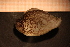  ( - Gastr 8178V)  @11 [ ] CreativeCommons - Attribution Non-Commercial Share-Alike (2014) Goteborg Natural History Museum Göteborg Natural History Museum