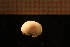  (Laona pruinosa - Gastr 8856V)  @11 [ ] CreativeCommons - Attribution Non-Commercial Share-Alike (2015) Goteborg Natural History Museum Göteborg Natural History Museum