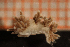  (Rubramoena amoena - Gastr 9003V)  @11 [ ] CreativeCommons - Attribution Non-Commercial Share-Alike (2015) Goteborg Natural History Museum Göteborg Natural History Museum
