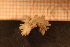  (Tenellia gymnota - Gastr 8923V)  @11 [ ] CreativeCommons - Attribution Non-Commercial Share-Alike (2015) Goteborg Natural History Museum Göteborg Natural History Museum