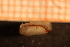  ( - Gastr 8559V)  @11 [ ] CreativeCommons - Attribution Non-Commercial Share-Alike (2015) Goteborg Natural History Museum Göteborg Natural History Museum