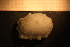  (Doris - Gastr 8481V)  @13 [ ] CreativeCommons - Attribution Non-Commercial Share-Alike (2015) Goteborg Natural History Museum GÃ¶teborg Natural History Museum