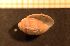  ( - Gastr 8784V)  @11 [ ] CreativeCommons - Attribution Non-Commercial Share-Alike (2014) Goteborg Natural History Museum Göteborg Natural History Museum