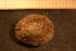  ( - Gastr 8465V)  @11 [ ] CreativeCommons - Attribution Non-Commercial Share-Alike (2015) Goteborg Natural History Museum Göteborg Natural History Museum