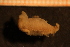  (Eubranchus tricolor - Gastr 8993V)  @13 [ ] CreativeCommons - Attribution Non-Commercial Share-Alike (2015) Goteborg Natural History Museum Göteborg Natural History Museum