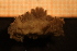 ( - Gastr 8919V)  @11 [ ] CreativeCommons - Attribution Non-Commercial Share-Alike (2015) Goteborg Natural History Museum Göteborg Natural History Museum