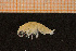  ( - Crust 17863V)  @12 [ ] CreativeCommons - Attribution Non-Commercial Share-Alike (2015) Goteborg Natural History Museum Göteborg Natural History Museum
