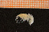  ( - Crust 19160V)  @12 [ ] CreativeCommons - Attribution Non-Commercial Share-Alike (2015) Goteborg Natural History Museum Göteborg Natural History Museum