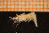  ( - Crust 17876V)  @11 [ ] CreativeCommons - Attribution Non-Commercial Share-Alike (2015) Goteborg Natural History Museum Göteborg Natural History Museum