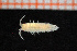  ( - Crust 17928V)  @12 [ ] CreativeCommons - Attribution Non-Commercial Share-Alike (2015) Goteborg Natural History Museum Göteborg Natural History Museum