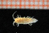  ( - Crust 17930V)  @11 [ ] CreativeCommons - Attribution Non-Commercial Share-Alike (2015) Goteborg Natural History Museum Göteborg Natural History Museum