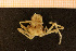 ( - Crust 19522V)  @12 [ ] CreativeCommons - Attribution Non-Commercial Share-Alike (2015) Goteborg Natural History Museum Göteborg Natural History Museum