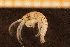  ( - Crust 19523V)  @13 [ ] CreativeCommons - Attribution Non-Commercial Share-Alike (2015) Goteborg Natural History Museum Göteborg Natural History Museum