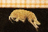  ( - Crust 18052V)  @11 [ ] CreativeCommons - Attribution Non-Commercial Share-Alike (2015) Goteborg Natural History Museum Göteborg Natural History Museum