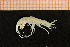  ( - Crust 18239V)  @13 [ ] CreativeCommons - Attribution Non-Commercial Share-Alike (2015) Goteborg Natural History Museum Göteborg Natural History Museum