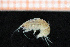 ( - Crust 19377V)  @11 [ ] CreativeCommons - Attribution Non-Commercial Share-Alike (2015) Goteborg Natural History Museum Göteborg Natural History Museum