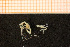  ( - Crust 18826V)  @11 [ ] CreativeCommons - Attribution Non-Commercial Share-Alike (2015) Goteborg Natural History Museum Göteborg Natural History Museum