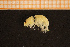  ( - Crust 18872V)  @11 [ ] CreativeCommons - Attribution Non-Commercial Share-Alike (2015) Goteborg Natural History Museum Göteborg Natural History Museum