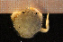  ( - Crust 17279V)  @11 [ ] CreativeCommons - Attribution Non-Commercial Share-Alike (2015) Goteborg Natural History Museum Göteborg Natural History Museum