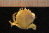 ( - Crust 17280V)  @11 [ ] CreativeCommons - Attribution Non-Commercial Share-Alike (2015) Goteborg Natural History Museum Göteborg Natural History Museum