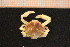  ( - Crust 19106V)  @12 [ ] CreativeCommons - Attribution Non-Commercial Share-Alike (2015) Goteborg Natural History Museum Göteborg Natural History Museum