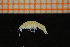  ( - Crust 17254V)  @11 [ ] CreativeCommons - Attribution Non-Commercial Share-Alike (2015) Goteborg Natural History Museum Göteborg Natural History Museum