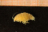  ( - Crust 18359V)  @11 [ ] CreativeCommons - Attribution Non-Commercial Share-Alike (2015) Goteborg Natural History Museum Göteborg Natural History Museum