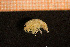  ( - Crust 19553V)  @11 [ ] CreativeCommons - Attribution Non-Commercial Share-Alike (2015) Goteborg Natural History Museum Göteborg Natural History Museum