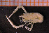 ( - Crust 18380V)  @11 [ ] CreativeCommons - Attribution Non-Commercial Share-Alike (2015) Goteborg Natural History Museum Göteborg Natural History Museum