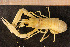  ( - Crust 18382V)  @11 [ ] CreativeCommons - Attribution Non-Commercial Share-Alike (2015) Goteborg Natural History Museum Göteborg Natural History Museum