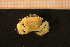  ( - Crust 19579V)  @12 [ ] CreativeCommons - Attribution Non-Commercial Share-Alike (2015) Goteborg Natural History Museum Göteborg Natural History Museum