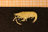  ( - Crust 17386V)  @13 [ ] CreativeCommons - Attribution Non-Commercial Share-Alike (2015) Goteborg Natural History Museum Göteborg Natural History Museum