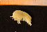  ( - Crust 18893V)  @11 [ ] CreativeCommons - Attribution Non-Commercial Share-Alike (2015) Goteborg Natural History Museum Göteborg Natural History Museum