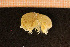  ( - Crust 18894V)  @11 [ ] CreativeCommons - Attribution Non-Commercial Share-Alike (2015) Goteborg Natural History Museum Göteborg Natural History Museum