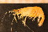  (Palaemon adspersus - Crust 19902V)  @14 [ ] CreativeCommons - Attribution Non-Commercial Share-Alike (2015) Goteborg Natural History Museum Göteborg Natural History Museum