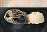  ( - Crust 19908V)  @11 [ ] CreativeCommons - Attribution Non-Commercial Share-Alike (2015) Goteborg Natural History Museum Göteborg Natural History Museum