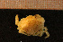  ( - Crust 17504V)  @14 [ ] CreativeCommons - Attribution Non-Commercial Share-Alike (2015) Goteborg Natural History Museum Göteborg Natural History Museum