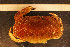 ( - Crust 17507V)  @14 [ ] CreativeCommons - Attribution Non-Commercial Share-Alike (2015) Goteborg Natural History Museum Göteborg Natural History Museum