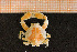  (Ebalia tumefacta - Crust 19109V)  @14 [ ] CreativeCommons - Attribution Non-Commercial Share-Alike (2015) Goteborg Natural History Museum Göteborg Natural History Museum