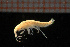  ( - Crust 17826V)  @11 [ ] CreativeCommons - Attribution Non-Commercial Share-Alike (2015) Goteborg Natural History Museum Göteborg Natural History Museum