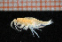  ( - Crust 17833V)  @12 [ ] CreativeCommons - Attribution Non-Commercial Share-Alike (2015) Goteborg Natural History Museum Göteborg Natural History Museum