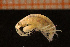  ( - Crust 19153V)  @11 [ ] CreativeCommons - Attribution Non-Commercial Share-Alike (2015) Goteborg Natural History Museum Göteborg Natural History Museum