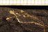 ( - Hydrozoa 1479V)  @11 [ ] CreativeCommons - Attribution Non-Commercial Share-Alike (2015) Goteborg Natural History Museum Göteborg Natural History Museum