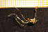  ( - Hydrozoa 1521V)  @12 [ ] CreativeCommons - Attribution Non-Commercial Share-Alike (2015) Goteborg Natural History Museum Göteborg Natural History Museum
