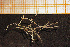  ( - Hydrozoa 1660V)  @12 [ ] CreativeCommons - Attribution Non-Commercial Share-Alike (2015) Goteborg Natural History Museum Göteborg Natural History Museum