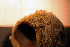  ( - Hydrozoa 1553V)  @11 [ ] CreativeCommons - Attribution Non-Commercial Share-Alike (2015) Goteborg Natural History Museum Göteborg Natural History Museum